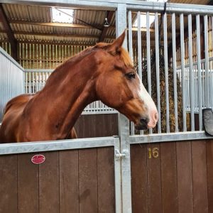 Pony Club Regional Championship Stabling
