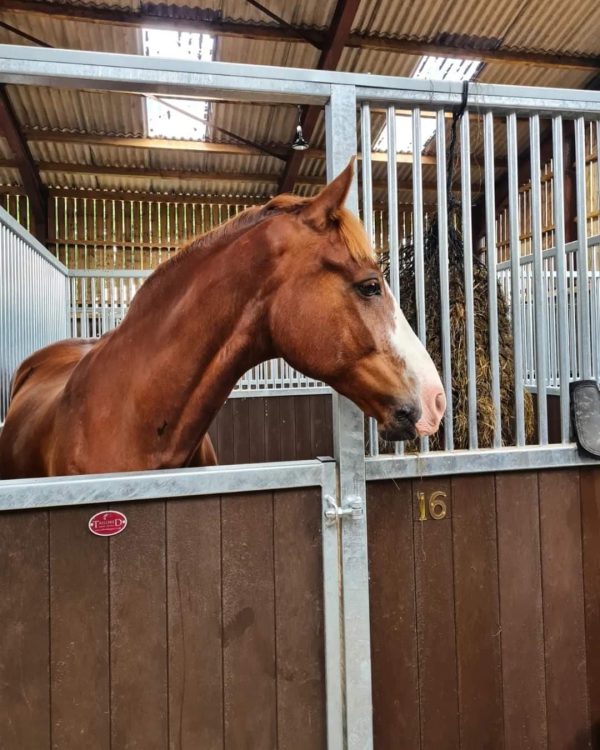 Pony Club Regional Championship Stabling